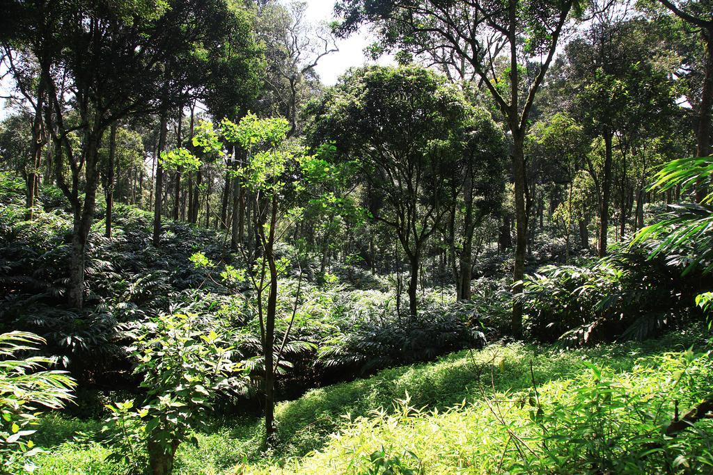 Thekkady Kalarickal Heritage Bungalow Vandanmedu Dış mekan fotoğraf